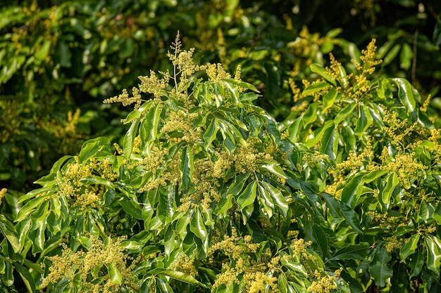 Photo flowering branches of the mango tree