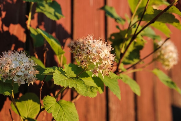 に対して白い花を持つ開花枝。春の時間。天疱瘡ガマズミ。