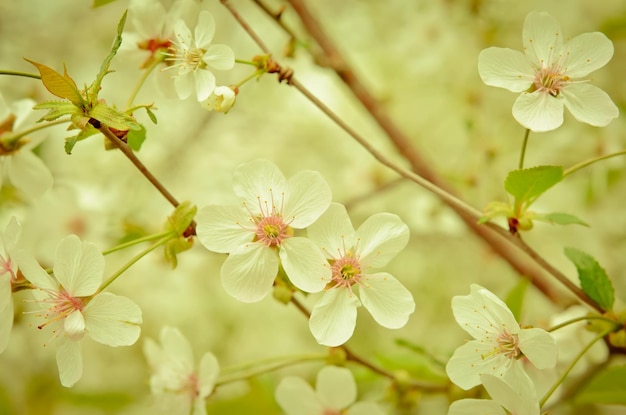 Flowering buds