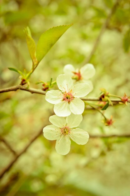 Flowering buds