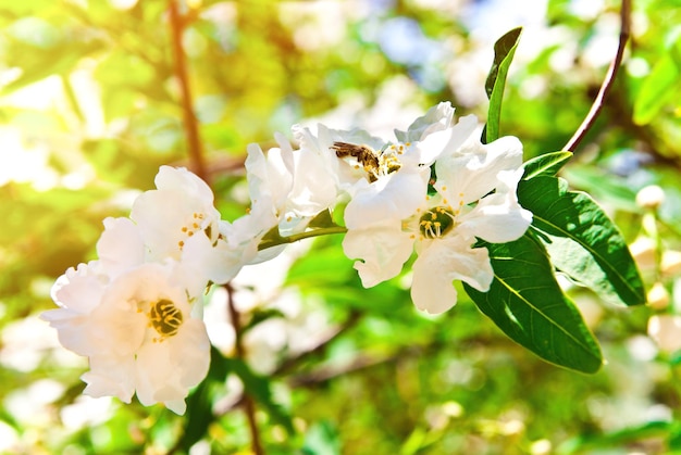 Flowering buds