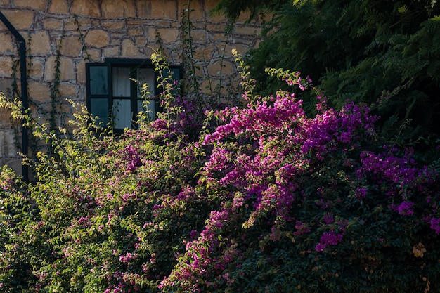Cespuglio fiorito di bouganville sullo sfondo del muro di una vecchia casa