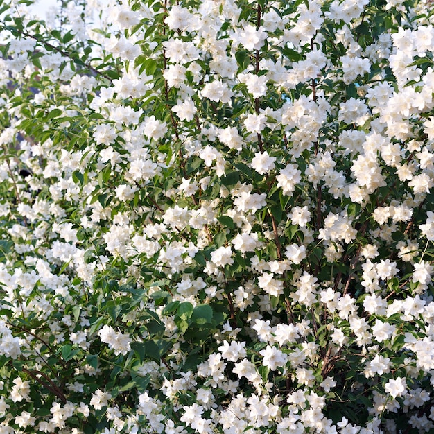 A flowering bush of jasmine in the garden