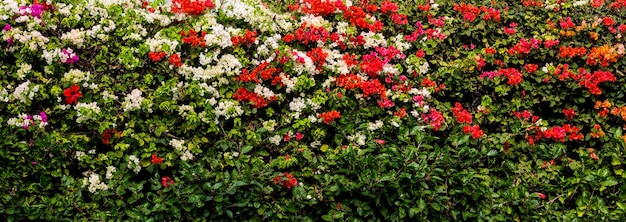 Flowering bush in a park