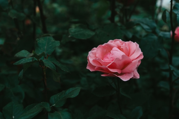 Flowering bush of pink rose