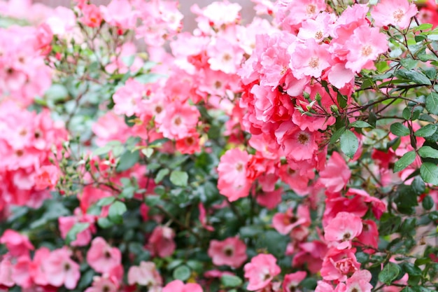 ピンクのバラの開花ブッシュ