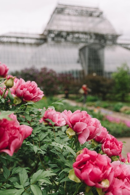 Цветущий куст розового пиона Избирательный акцент на цветущие цветы Весенний сезон Ботанический сад
