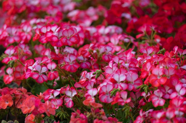 花壇、ランドス ケープ デザインで赤と白のゼラニウムの開花茂み