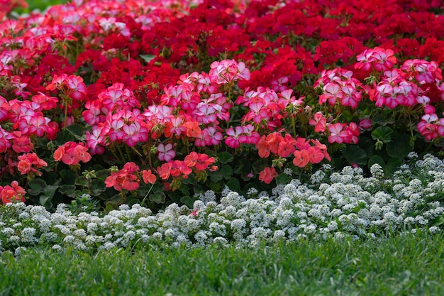 flowering bushes of red and white geraniums in a flower bed, landscape design