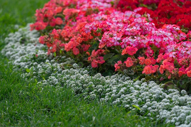 花壇、ランドス ケープ デザインで赤と白のゼラニウムの開花茂み