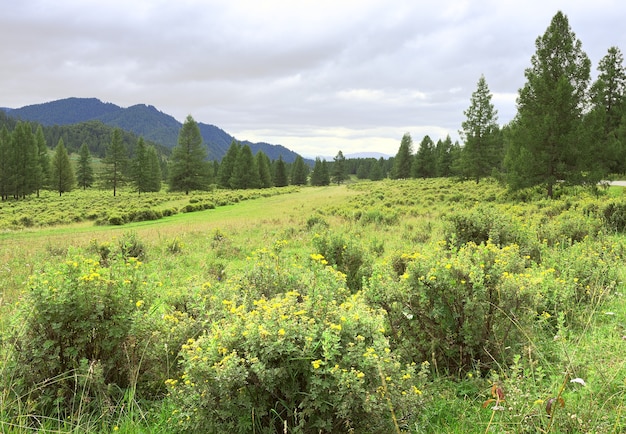 Flowering bushes among tall fir trees under a blue cloudy sky Siberia Russia