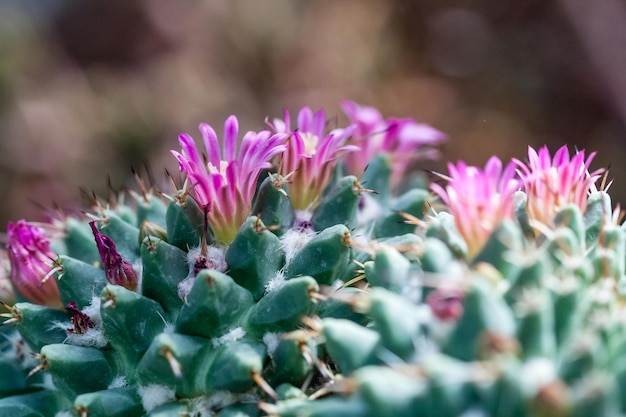 Flowering cactus with red flowers