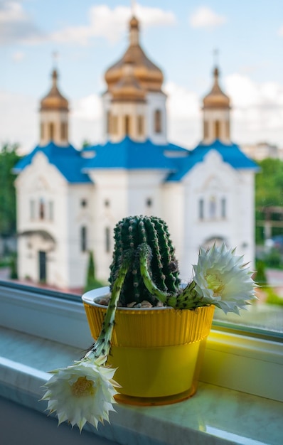 A flowering cactus in a yellow pot stands on a windowsill