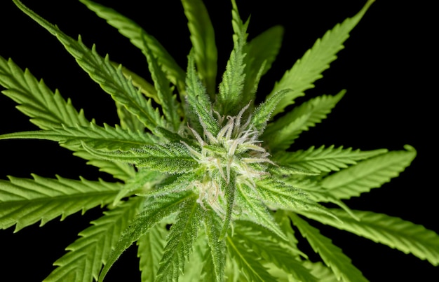 flowering cannabis plant