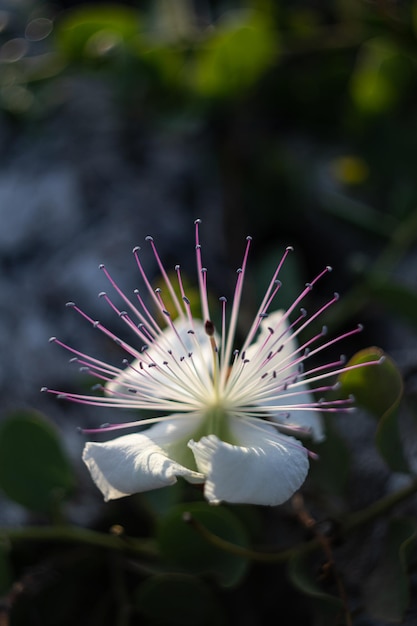 Flowering caper close up.