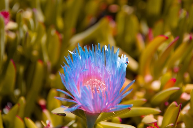 Flowering Carpobrotus rossii succulent groundcover plant, Karkalla.