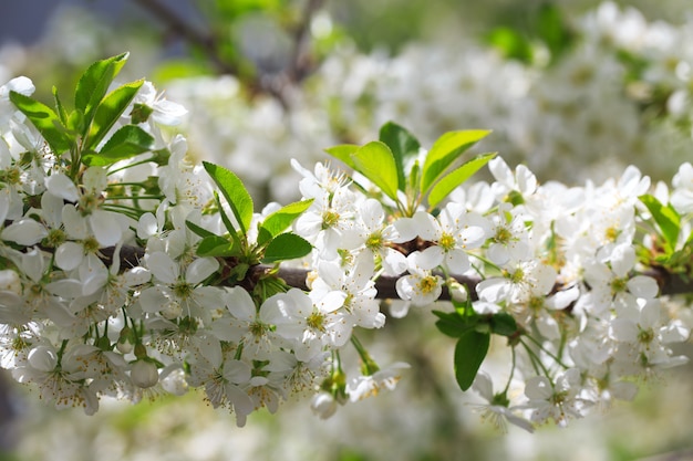 Flowering cherry against a blue sky background.