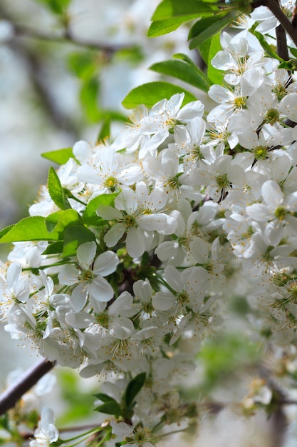 Flowering cherry against a blue sky background.