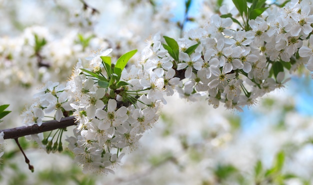 Flowering cherry against a blue sky background.