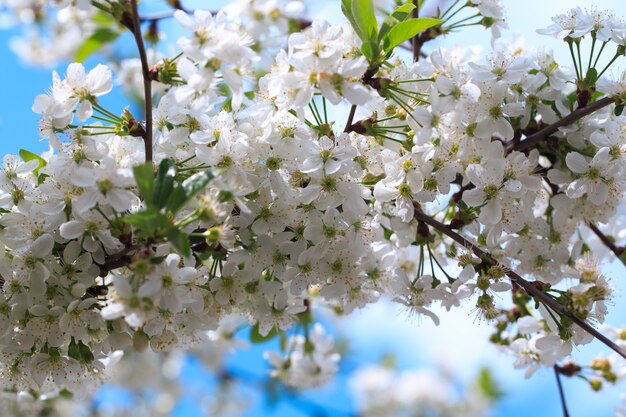 青い空を背景に開花桜。