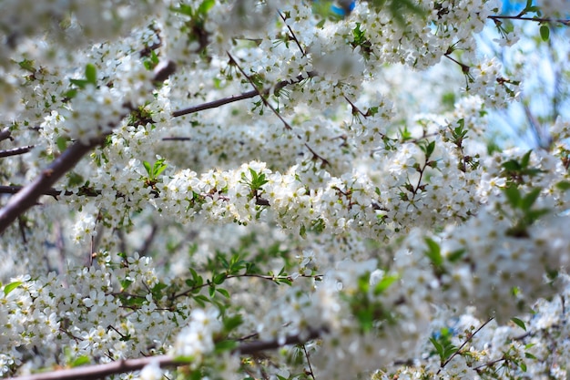 Flowering cherry against a blue sky background.