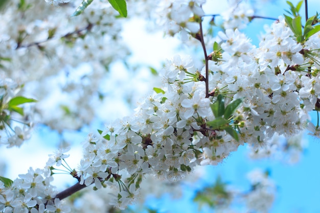 青い空を背景に開花桜。