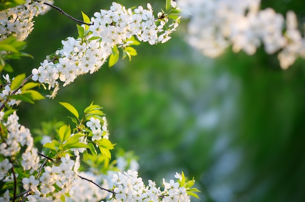 Flowering cherry branch on a background of green leaves