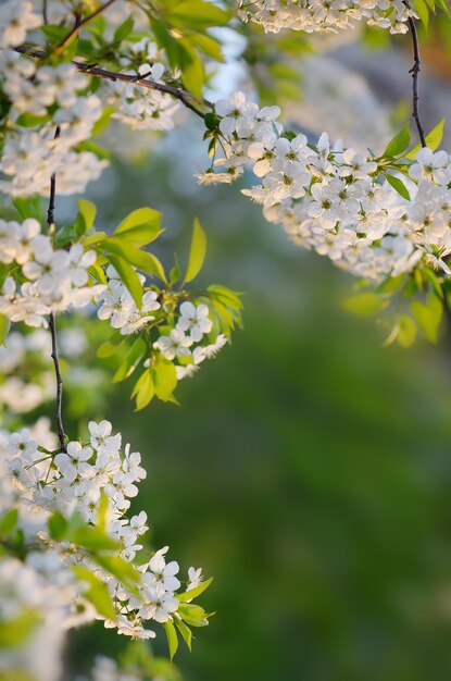 Flowering cherry branch on a background of green leaves