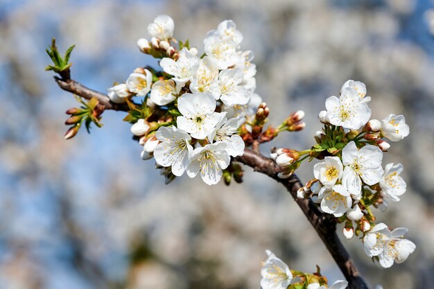 Flowering cherry fruit tree in Moldova