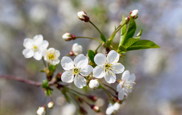 Flowering cherry tree on the background of nature. Spring flowers. Spring background.