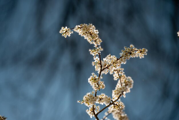Foto albero di ciliegio in fiore