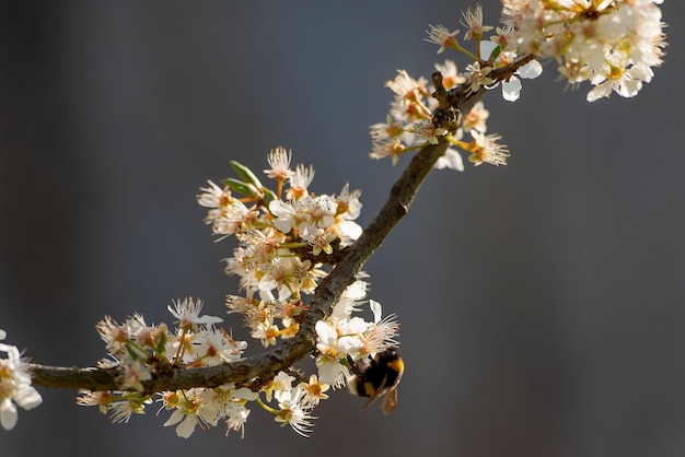 Flowering cherry tree