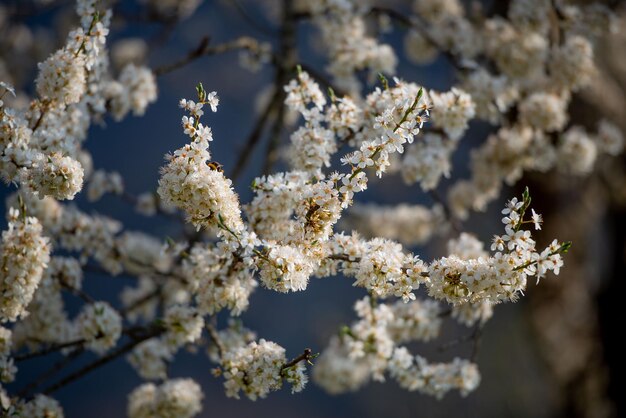 Flowering cherry tree