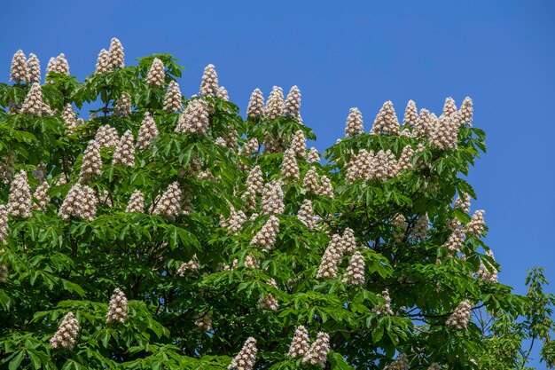 Flowering chestnut horse White bunches of chestnut flowers on blue sky background in Kyiv Ukraine