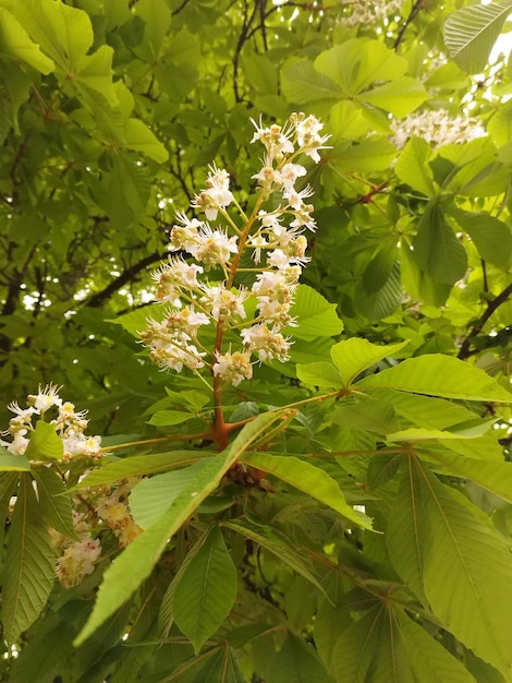 Foto flowering chestnut in spring in the garden