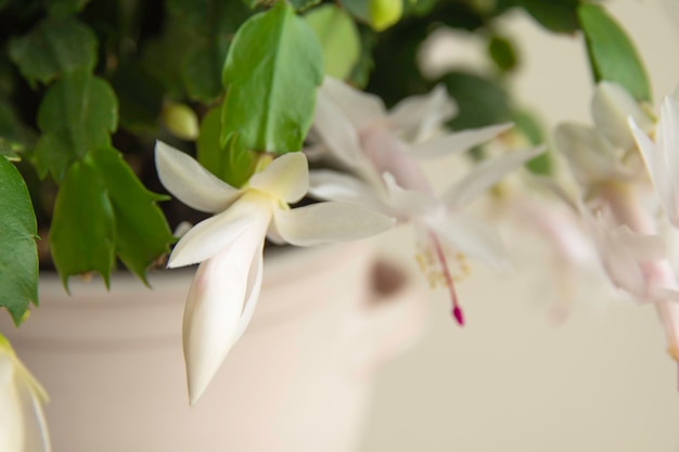 꽃이 만발한 크리스마스 선인장 Schlumbergera truncata houseplant 근접 촬영