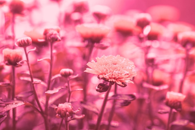 트렌디한 비바 마젠타 색상의 꽃이 만발한 국화 꽃 배경