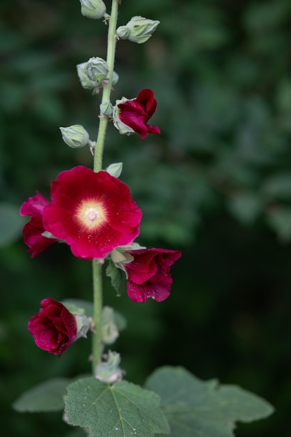 Photo flowering common hollyhock alcea rosea plants with dark red flowers in summer garden