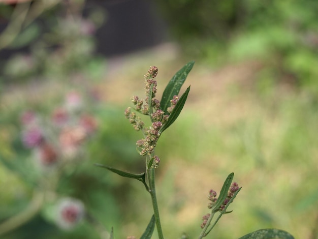 Flowering common orache common oracli Atriplex patula edible plant and weed in the fields