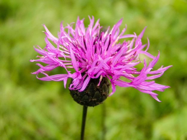 Flowering cornflower in summer