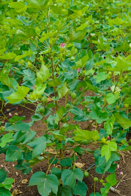 Flowering cotton gardens that have not yet been cotton