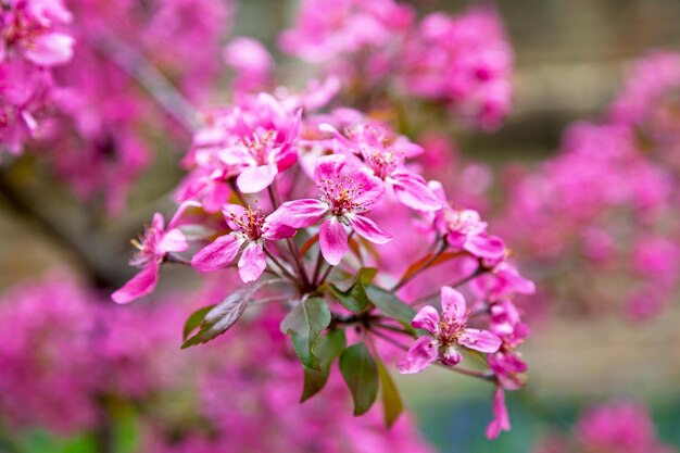 Flowering Crab Apples