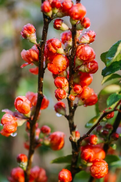 Flowering Cydonia plant Red spring flowers of Japanese quince