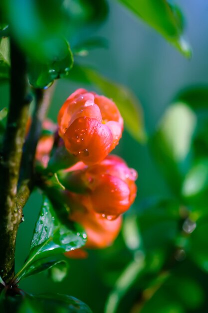 Flowering Cydonia plant Red spring flowers of Japanese quince