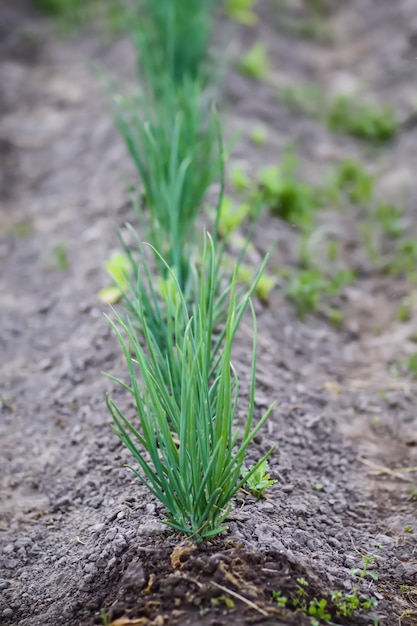 開花シドニア植物 カリンの赤い春の花