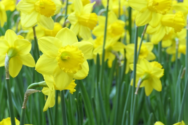 写真 春の庭園で花をかせているナスリや黄色いナルシスの花