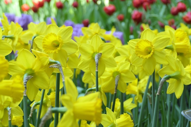 Photo flowering daffodils or yellow narcissus blossoms in a spring garden