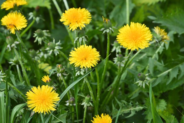 Flowering dandelions in may