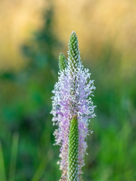 日中の顕花植物lythrumsalicariaのクローズアップ。マクロ写真