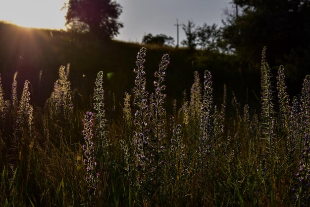 flowering field